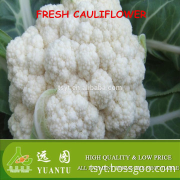 fresh cauliflower exporters